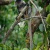 Hulman stribrny - Trachypithecus cristatus - Silvered leaf monkey or Silvery langur o8858